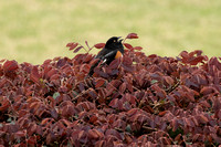 Honorable Mention; NAWA SC Chapter; Brookgreen Gardens Exhibit, 2023. Title: Eastern Towhee Calling