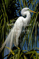 Title: Great Egret on Palm Fronds