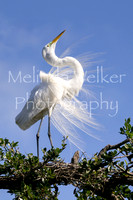 Title: Great Egret in Courtship Display
