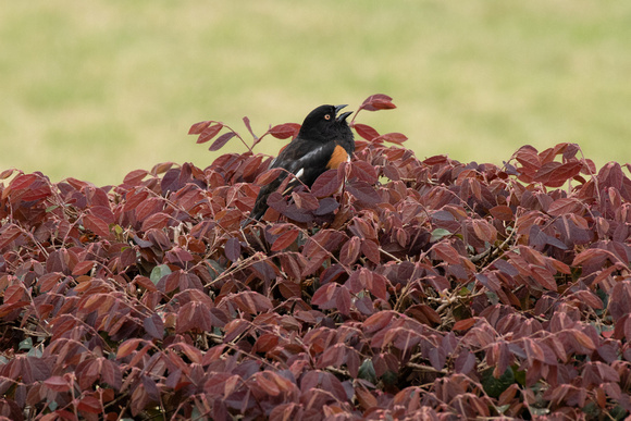 Honorable Mention; NAWA SC Chapter; Brookgreen Gardens Exhibit, 2023. Title: Eastern Towhee Calling