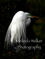 Title: Great Egret with Green Lore