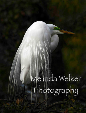 Title: Great Egret with Green Lore