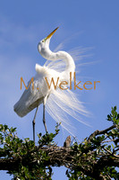 Title: Great Egret in Courtship Display