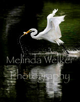 Title: Fishing on the Fly, Great Egret with Fish