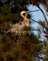 Title: Nesting Great Blue Herons