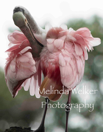 Title: Ruffles and Flourishes, Roseate Spoonbill
