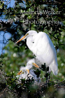 Title: Great Egret with Chicks